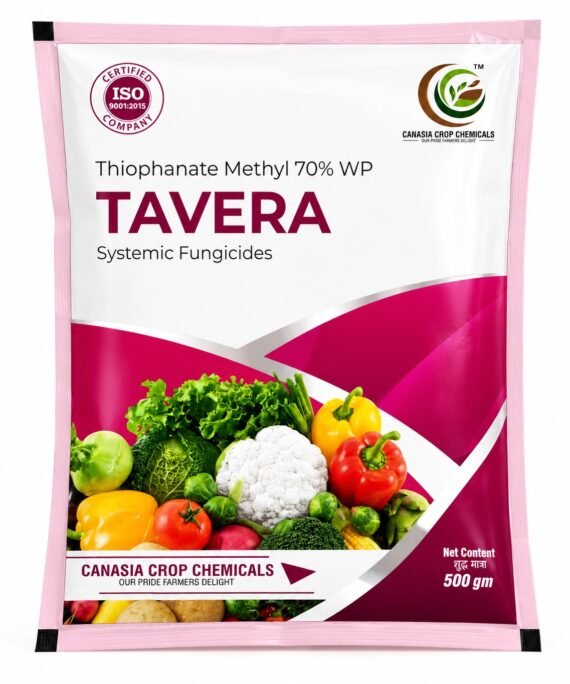 TAVERA